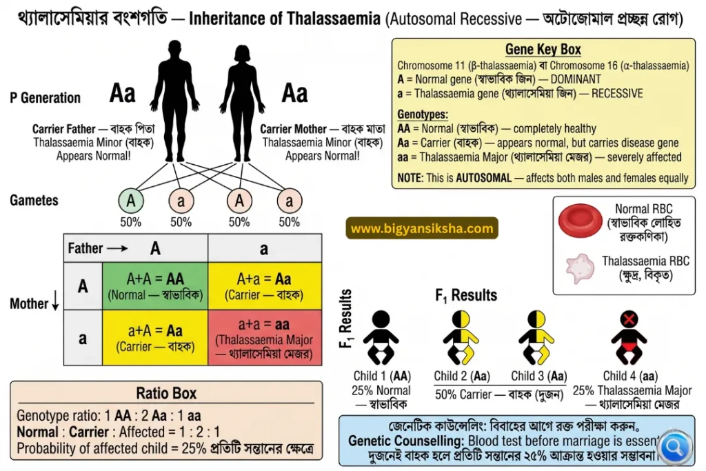 Inheritance of Thalassaemia