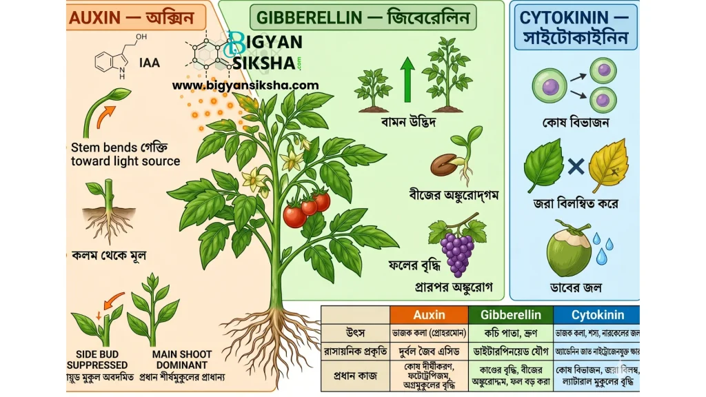 AUXIN, GIBBERELLIN, CYTOKININ