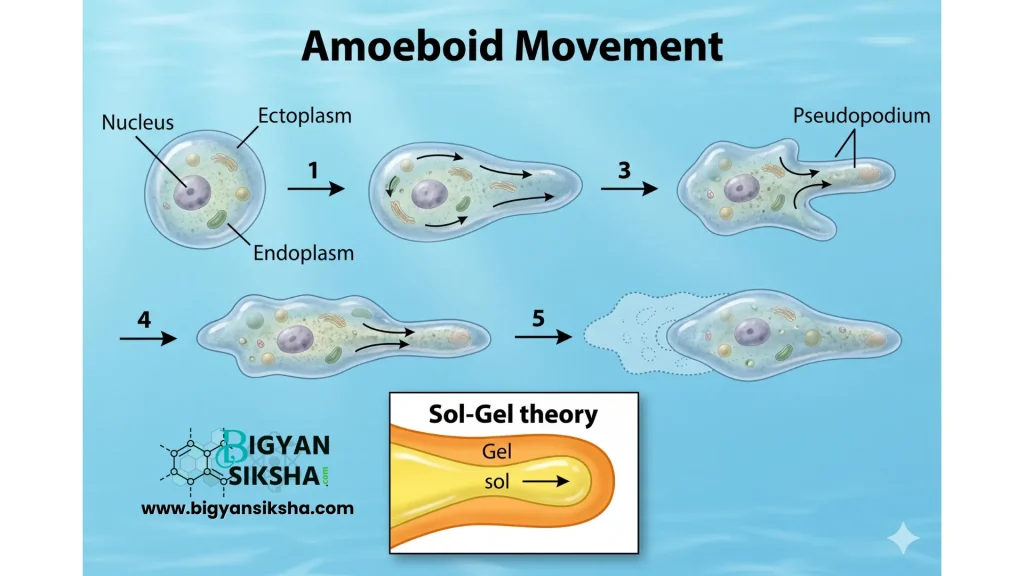 Amoeba locomotion
