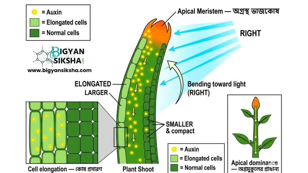 Apical dominance