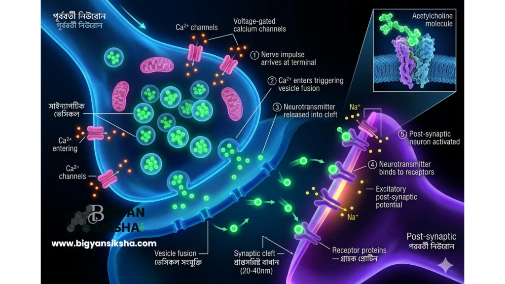 Chemical Synapse