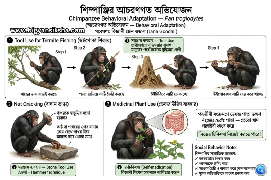 Chimpanzee-Behavioral-Adaptation Pan-troglodytes