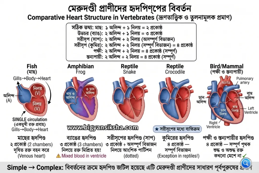 Comparative-Heart-Structure-in-Vertebrates