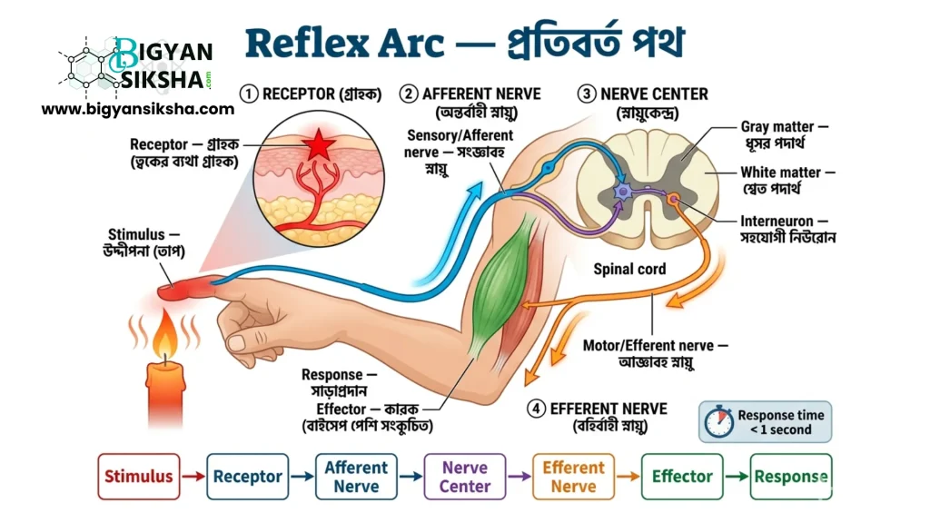 Complete spinal reflex arc