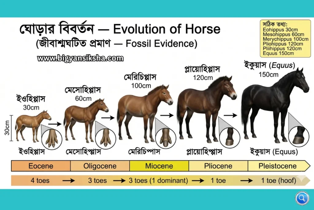 Evolution-of-Horse