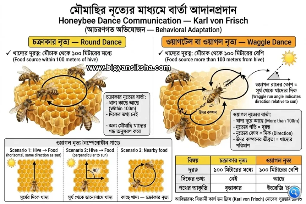 Honeybee-Dance-Communication Karl-von-Frisch