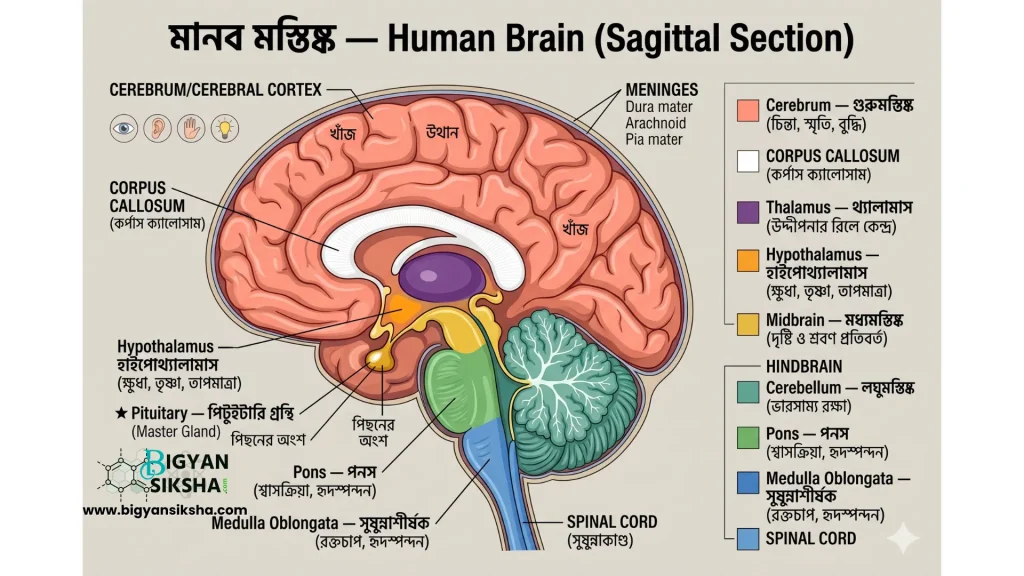 Human Brain (Sagittal Section)