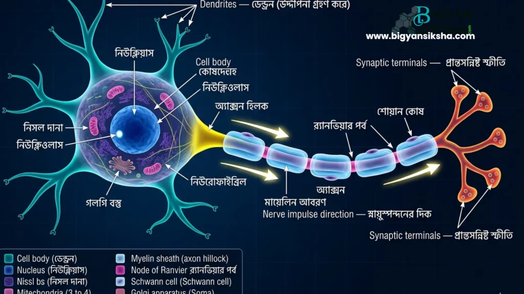 Human motor neuron