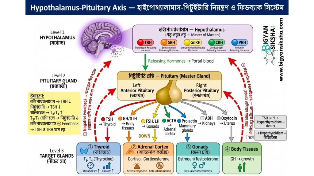 Hypothalamus-Pituitary-Target Gland Feedback System