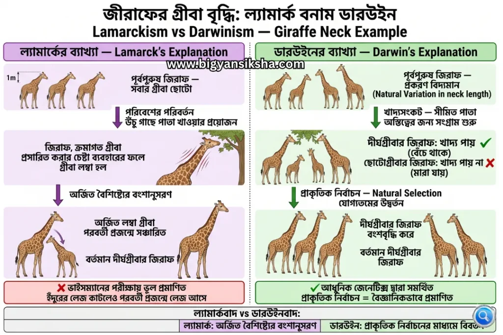 Lamarckism-vs-Darwinism-—-Giraffe-Neck-Example