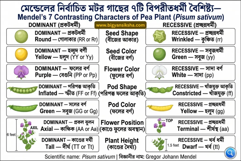Mendel's 7 Contrasting Characters of Pea Plant (Pisum sativum)