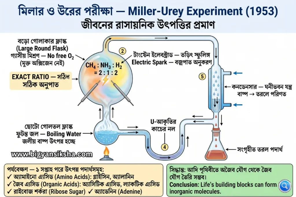 Miller-Urey Experiment 1953