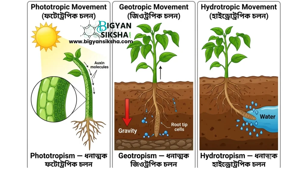 Phototropic,Geotropic,Hydrotropic Movement