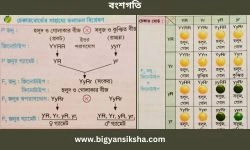 Dihybrid Cross