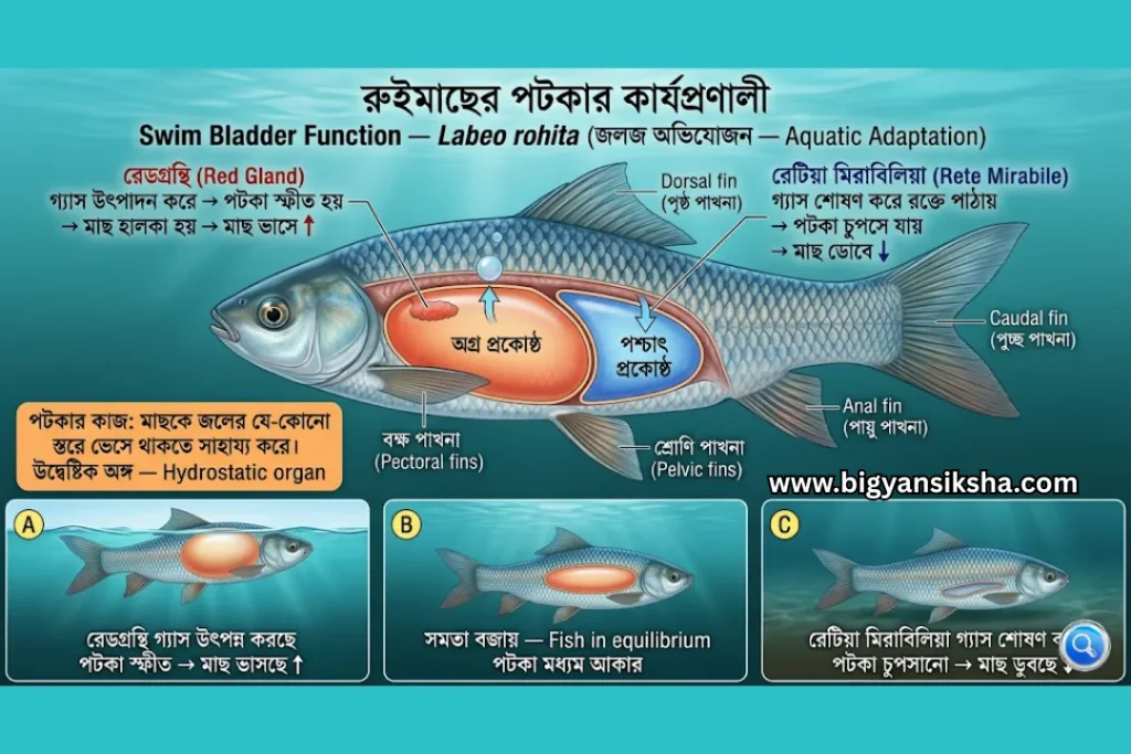Swim-Bladder-Function-—-Labeo-rohit