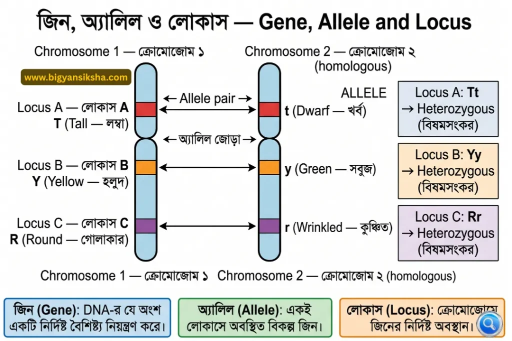 Gene, Allele and Locus