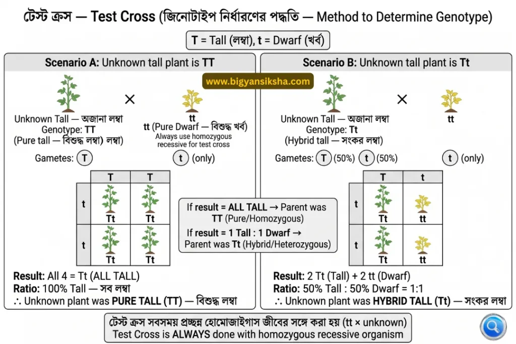 Test Cross Method to Determine Genotype