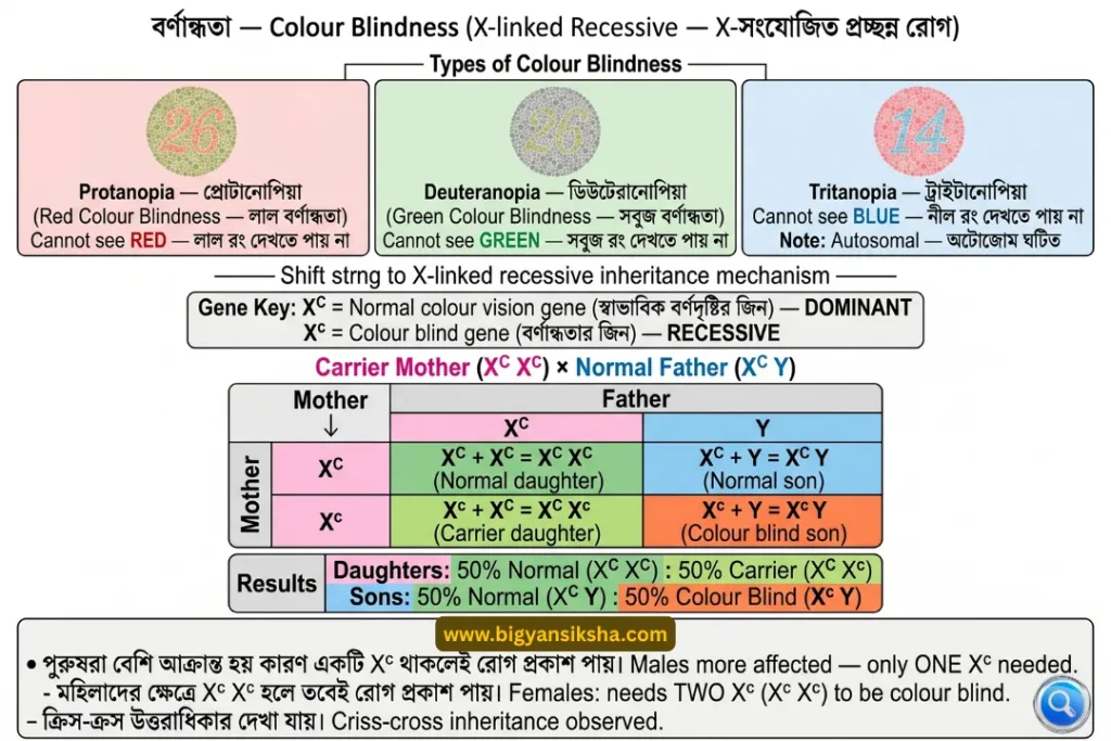 Colour Blindness (X-linked Recessive)