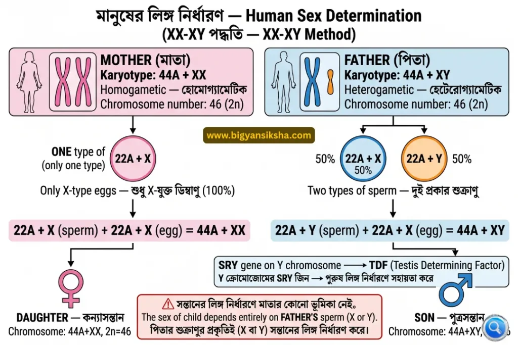 Human Sex Determination (XX-XY)
