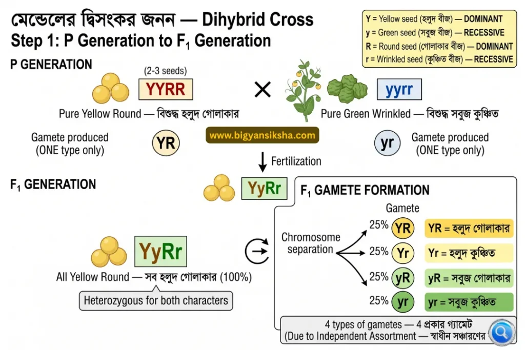Dihybrid Cross Step 1_ P Generation to F₁ Generation