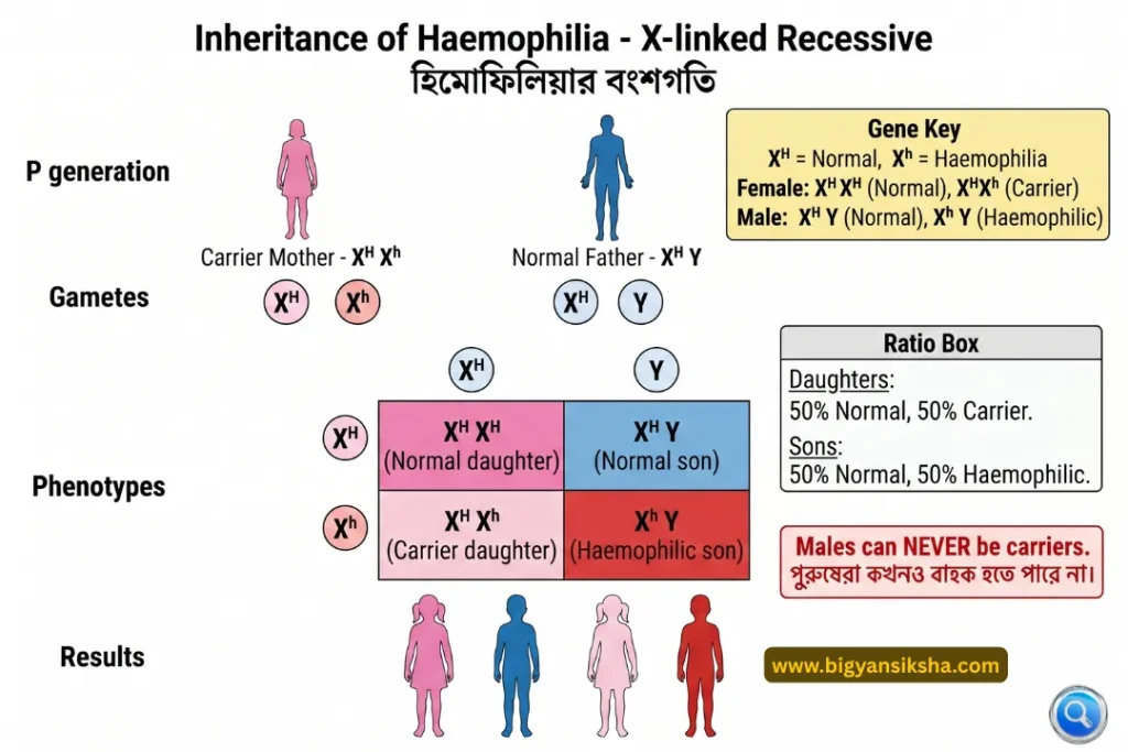 Inheritance of Haemophilia (X-linked Recessive)
