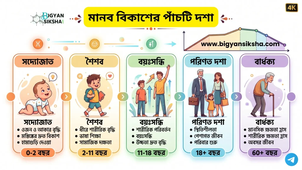 5 stages of human development