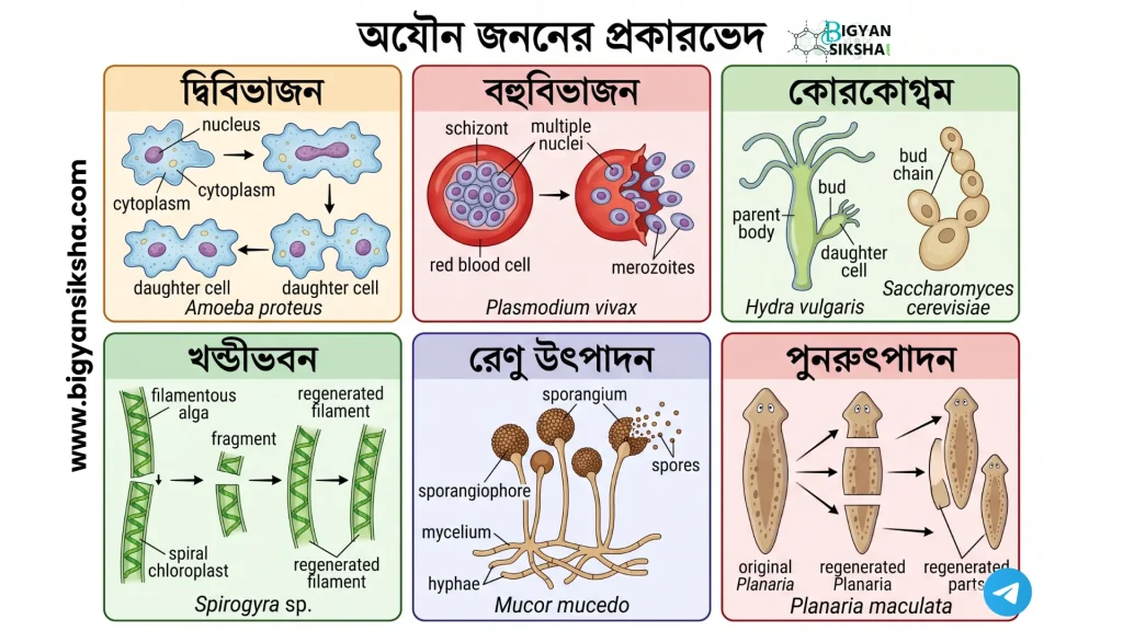 6 types of asexual reproduction