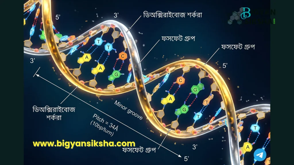 DNA double helix structure 