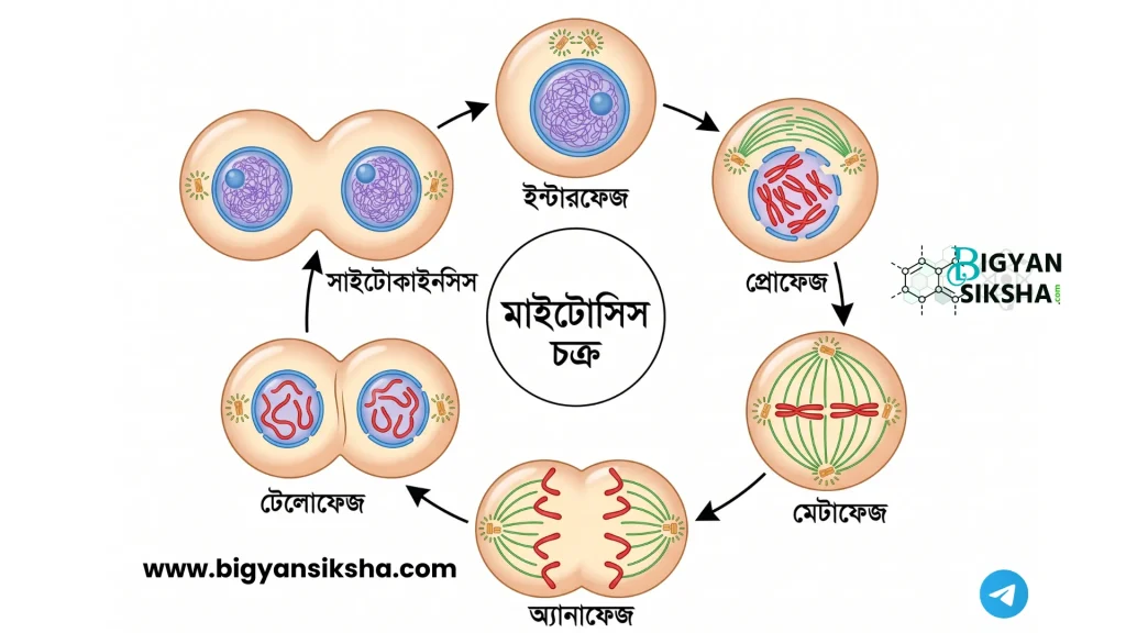 Diagram showing all stages of Mitosis