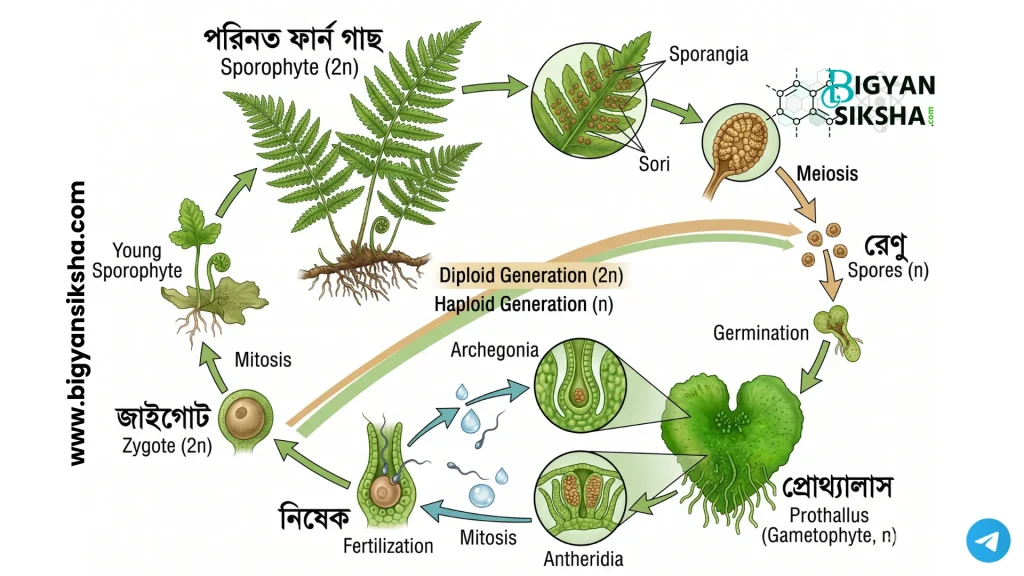 Life cycle diagram of a Fern (Dryopteris)