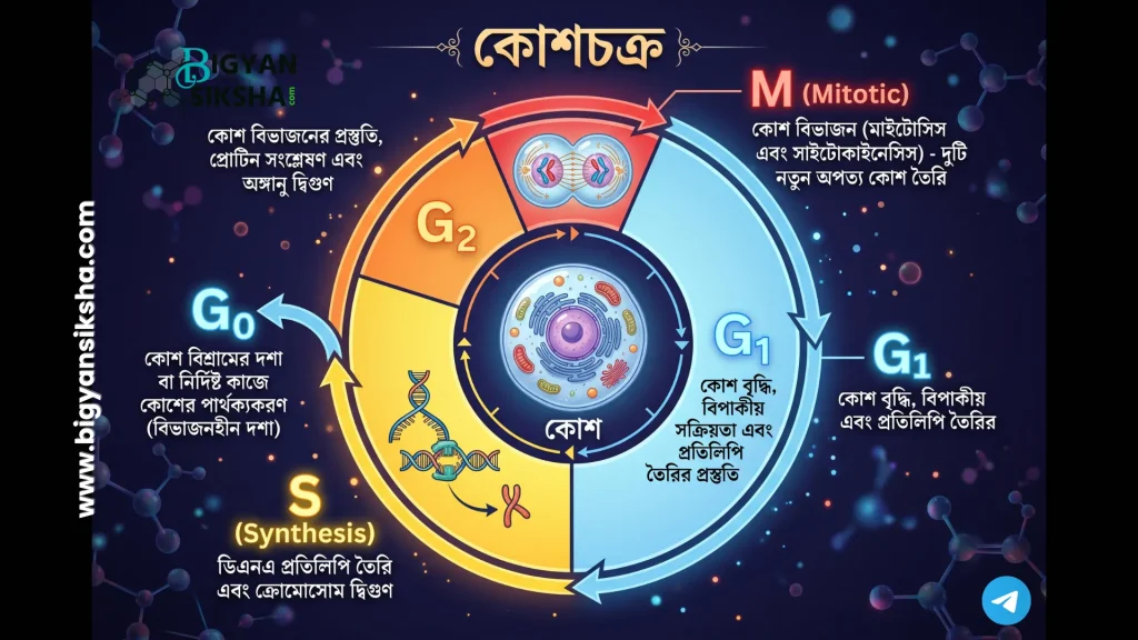 circular cell cycle diagram